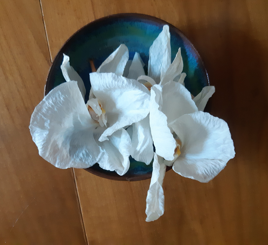 orchidee-article